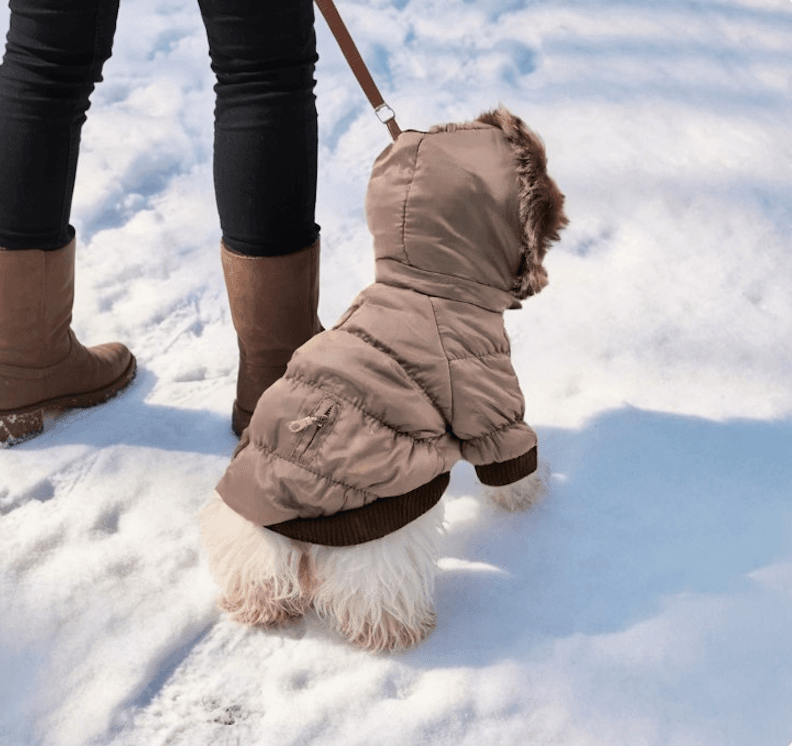 The Best Dog Parka to Keep Your Pup Warm and Stylish This Winter