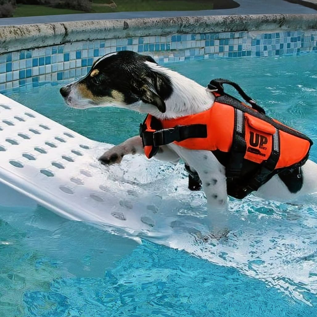 Pool Animal Escape Ramp