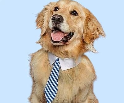 Business Ties For the Working Dog